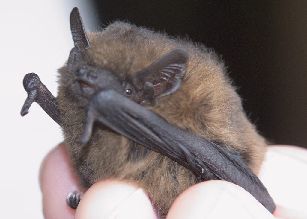 Firm fined for demolishing bat roosts